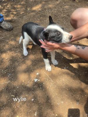 A black and white puppy being petted by a person's hand, standing on dirt ground.
