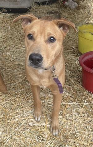 A light brown mixed-breed dog standing on hay with a purple collar.