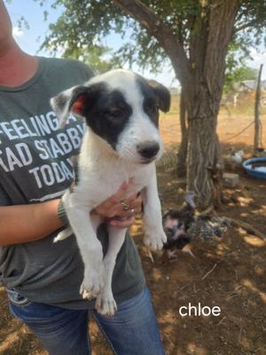 Lol P-11 Chloe, Border Collie, puppy, available for adoption