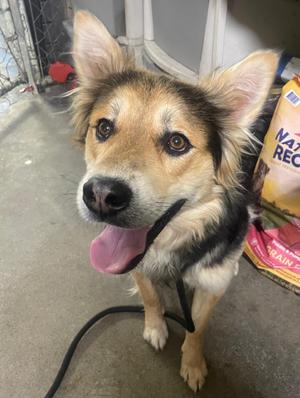 Donny, Shepherd, adult, available for adoption