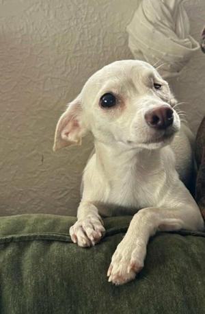 white dog lying on green couch