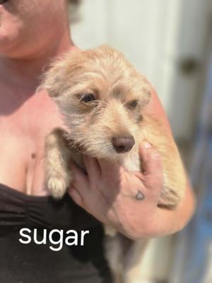 Lol-Sugar, Terrier, puppy, available for adoption