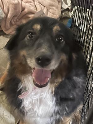 Coy, Australian Shepherd, adult, available for adoption