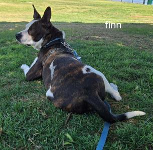 LOL-Fin, Mixed Breed, adult, available for adoption