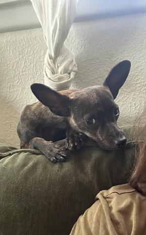 A small brown dog with large ears is lying on a green couch, looking towards the camera.