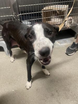 Ori, Border Collie, adult, available for adoption