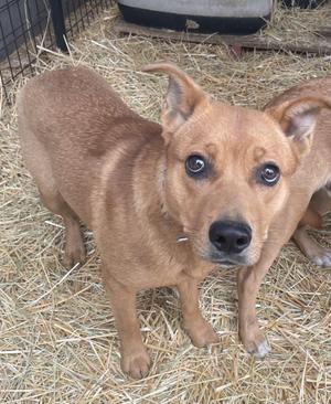 A tan dog with floppy ears standing on straw, looking directly at the camera.
