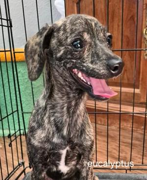 Lol-Eucalyptus, Chihuahua, adult, available for adoption