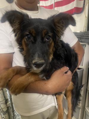 Curly, Shepherd, young, available for adoption