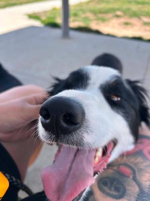 F-Tucker, Border Collie, adult, available for adoption