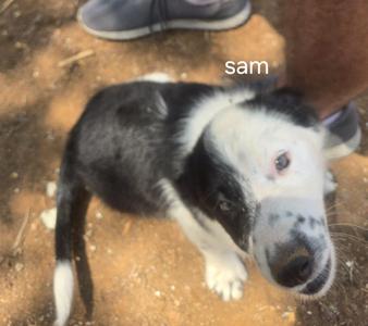 Lol-P11 Sam, Border Collie, puppy, available for adoption