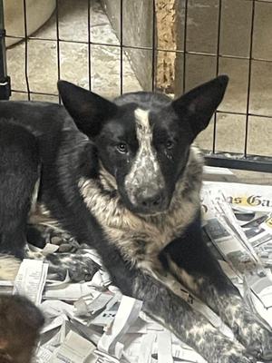 Heeler, Australian Cattle Dog / Blue Heeler, young, available for adoption
