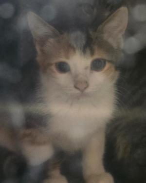FERAL, kitten, available for adoption