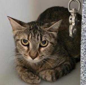 FERAL, young, available for adoption