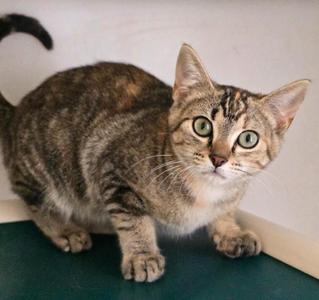 Fire Kitten, kitten, available for adoption