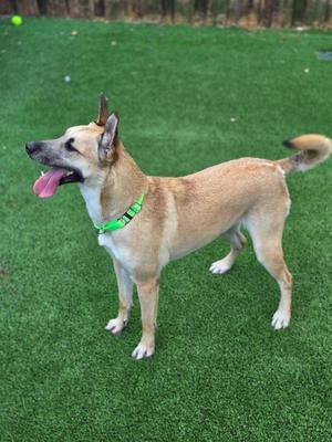 A light brown dog with a green collar standing on green artificial grass, with its tongue out and tail raised.