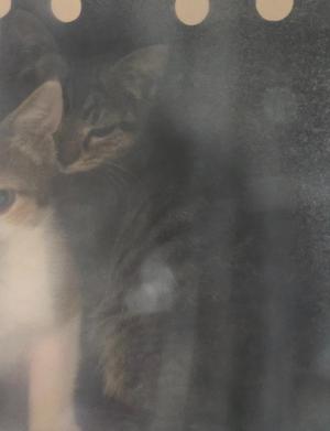 FERAL, kitten, available for adoption