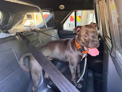 Beautiful, Mixed Breed, young, available for adoption