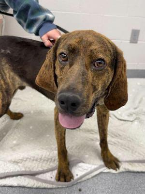 Creek, Coonhound / Mixed Breed, young, available for adoption
