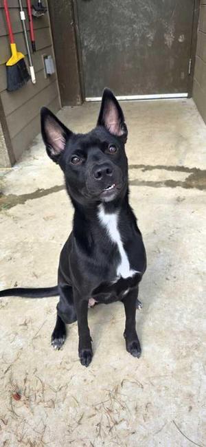 Chloe, Border Collie / Mixed Breed, young, available for adoption