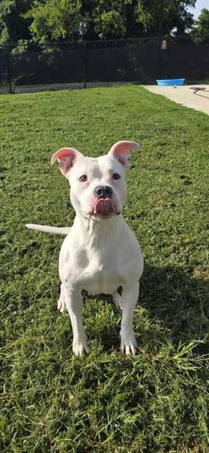 Dutchess, Fox Terrier / Mixed Breed, adult, available for adoption