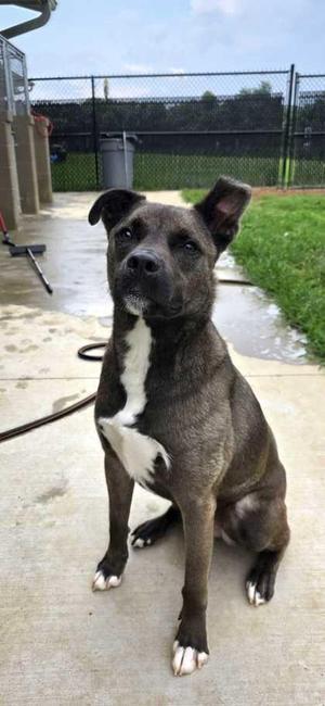 Bonzai, Labrador Retriever / Mixed Breed, adult, available for adoption