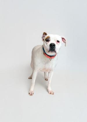 Dolly, American Bulldog / Mixed Breed, young, available for adoption