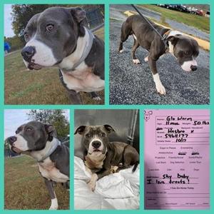 Glo Worm, Staffordshire Bull Terrier / Mixed Breed, adult, available for adoption
