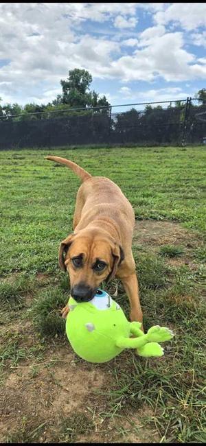 Delta Dawn, Mountain Cur / Mixed Breed, adult, available for adoption