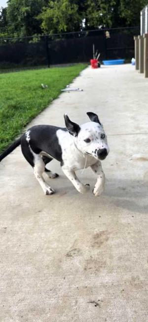 Garrett, American Staffordshire Terrier / Mixed Breed, young, available for adoption
