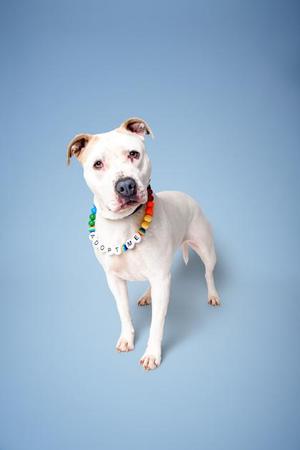 Bronte, Pit Bull Terrier / Mixed Breed, adult, available for adoption