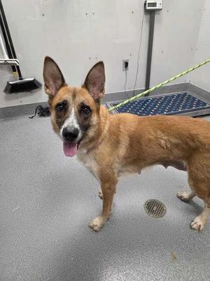 Armana, German Shepherd Dog / Mixed Breed, senior, available for adoption