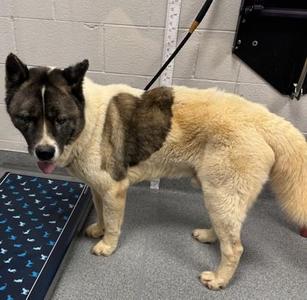 Chief, Akita / Mixed Breed, adult, available for adoption