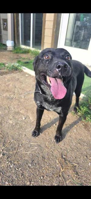 Floppy, Terrier / Mixed Breed, senior, available for adoption