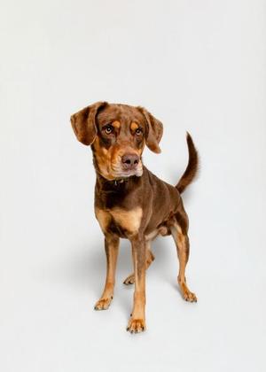 Fort Knox, Mixed Breed, adult, available for adoption