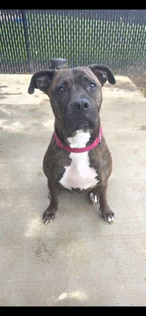 Berkley, Mountain Cur / Mixed Breed, adult, available for adoption