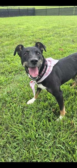 Cammie, Cattle Dog / Mixed Breed, adult, available for adoption