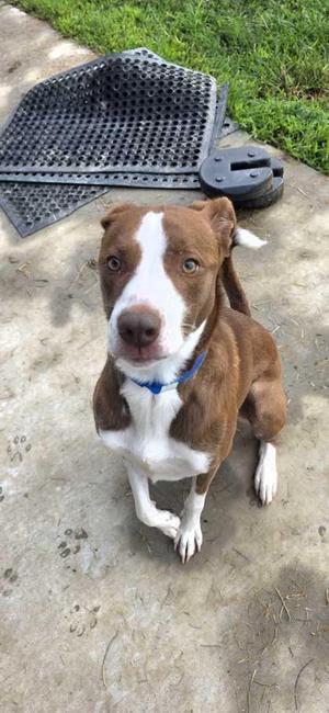 Dom, Mixed Breed, senior, available for adoption