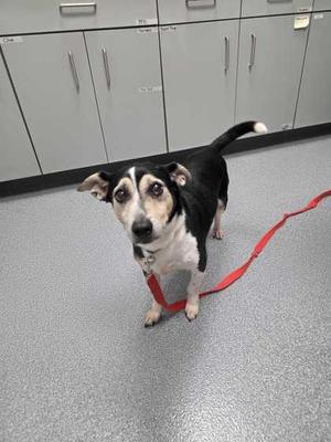 Bruce, Parson Russell Terrier / Mixed Breed, senior, available for adoption