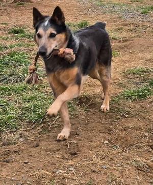 Billabong, Australian Cattle Dog / Blue Heeler / Mixed Breed, adult, available for adoption