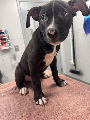 Alvin, Pit Bull Terrier / Mixed Breed, puppy, available for adoption
