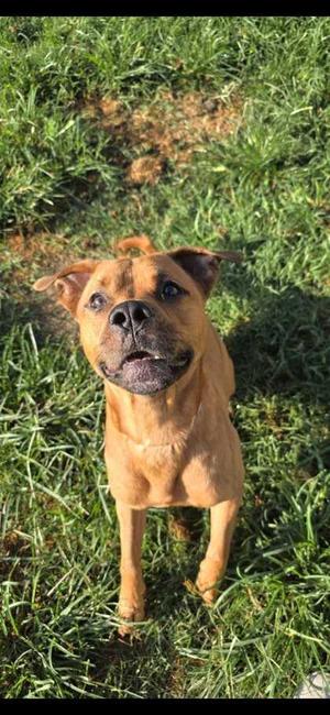 Dravin, Black Mouth Cur / Mixed Breed, young, available for adoption