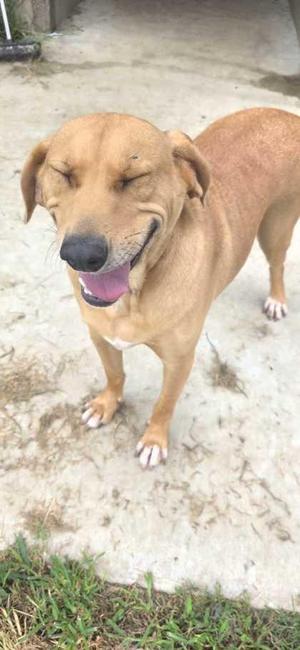 Darrell, Mixed Breed, senior, available for adoption