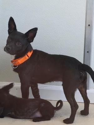 Apollo, Chihuahua / Mixed Breed, adult, available for adoption