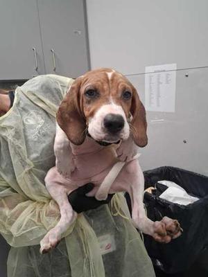Daybright, Mixed Breed, puppy, available for adoption