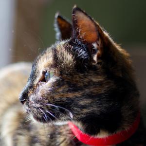 Hot Toddy, adult, available for adoption