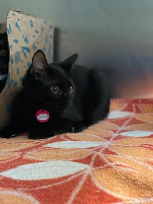 Dutchess, adult, available for adoption