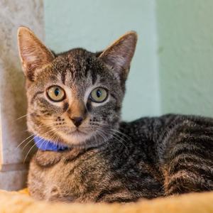 Gordon, available for adoption