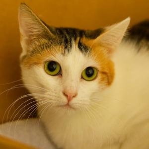 Callie Rose, young, available for adoption