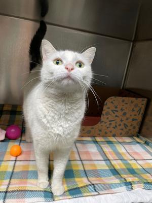 Daisy, adult, available for adoption